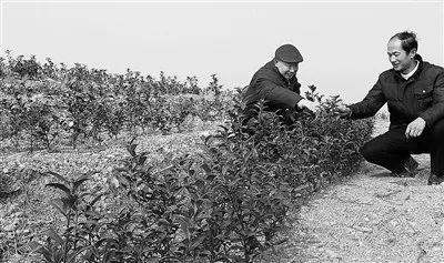 他的初心，美了“鳳凰”  ——感悟湖北省武漢市軍休六中心軍休干部徐宗元的老區情懷