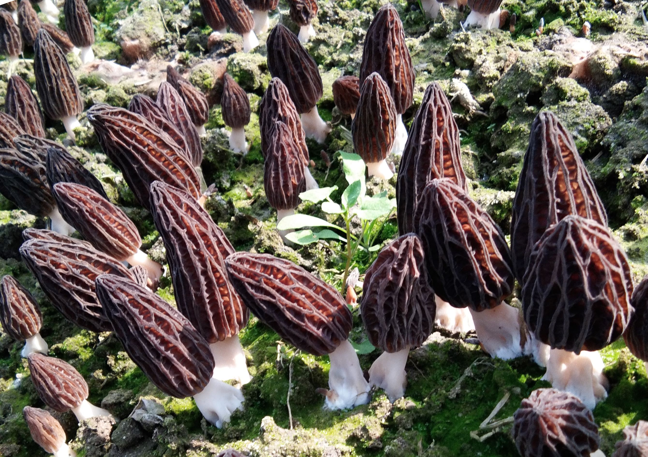 羊肚菌種植-云南能投軍創(chuàng )產(chǎn)業(yè)投資有限公司