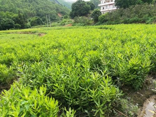 云南云澳達堅果開(kāi)發(fā)有限公司-云南能投軍創(chuàng  )產(chǎn)業(yè)投資有限公司