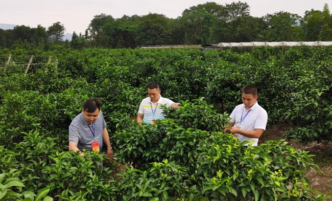 廣西興安：三個(gè)軍人攻克一個(gè)貧困“堡壘”