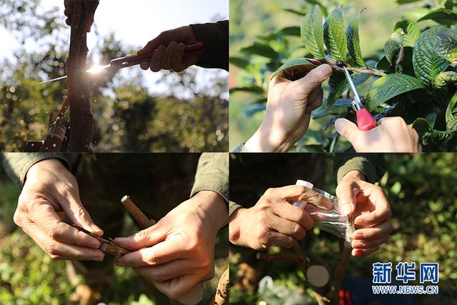 賈東亮：“空降農民”扎根鄉村寫(xiě)春秋