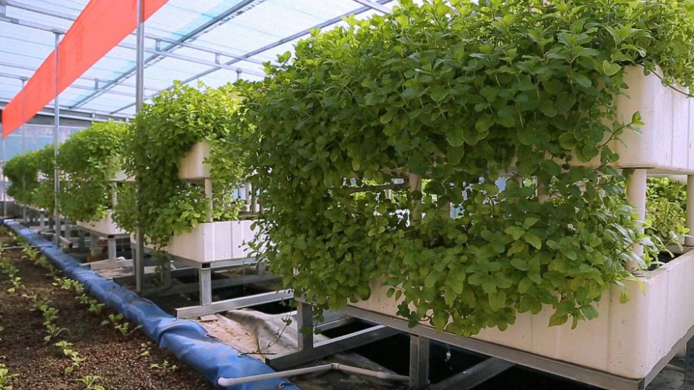 六中全會(huì )精神在基層｜“魚(yú)菜共生” 一位退役老兵的共同富裕夢(mèng)-云南能投軍創(chuàng  )產(chǎn)業(yè)投資有限公司