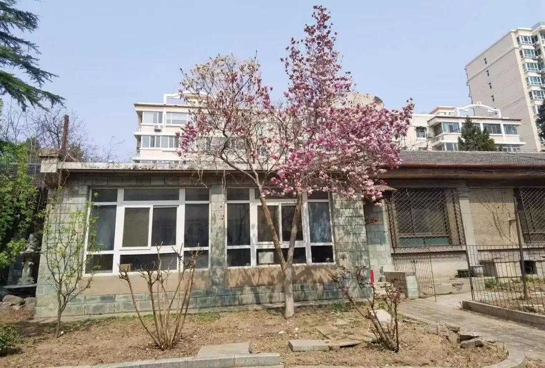 我們的好鄰居王樹(shù)聲大將