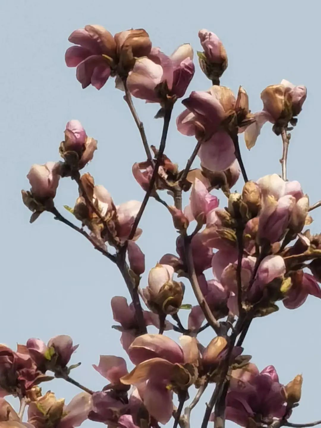 我們的好鄰居王樹(shù)聲大將