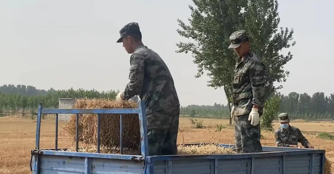 肖思遠父母為啥偷偷收麥子？真相是……