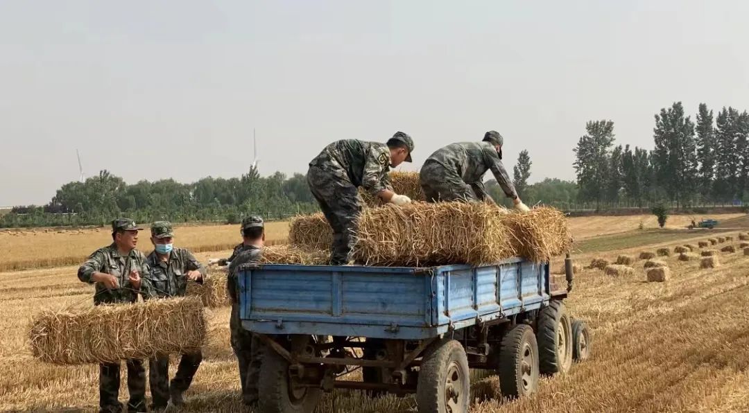 肖思遠父母為啥偷偷收麥子？真相是……